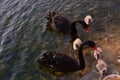 Lovely black swan