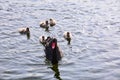 Lovely black swan