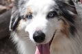 Lovely black and white Australian Sheperd dog