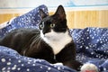 Lovely black and white cat Royalty Free Stock Photo