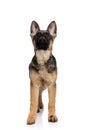 Lovely black and white german shepard looks up while standing Royalty Free Stock Photo