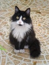 Lovely black and white longhair furry domestic cat sitting in the garden Royalty Free Stock Photo