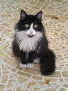 Lovely black and white longhair furry domestic cat sitting in the garden Royalty Free Stock Photo