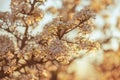 Lovely blooming pear tree branch closeup in spring garden Royalty Free Stock Photo