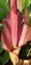 lovely blooming pink amorphophallus flower