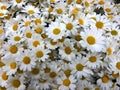 Lovely blossom daisy flower background