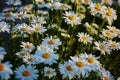 Lovely blossom daisy flowers background