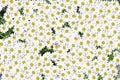 Lovely blossom daisy flowers background group of chamomile flower heads, cute white design Royalty Free Stock Photo