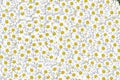Lovely blossom daisy flowers background group of chamomile flower heads, cute white design Royalty Free Stock Photo