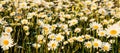 Lovely blossom daisy flowers background. Summer flower field.