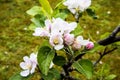 Apple blossom on a dwarf tree that stands on 4 ft high