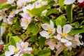 Apple blossom on a dwarf tree that stands on 4 ft high Royalty Free Stock Photo