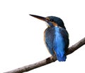 Lovely blue bird with bright feathers on its back sitting on vine line looking up sky isolated on white background