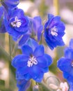 Lovely Blue Delphinium Elatum Cobalt Dreams Royalty Free Stock Photo