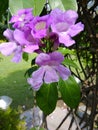 Lovely blue flowers bouquet