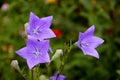 Lovely blue flowers with petals like a blue stars.