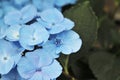 beautiful blooming blue hydrangea flowers