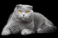 Blue scottish fold cat on black background