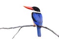 Lovely blue wings brid with black head and red bills perching on thin wooden branch isolated on white background, animal on white