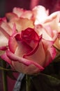 Lovely bouquet with big flowers of roses of bright pink and white color are laying on the bed with pink bedcover. Green leaves and Royalty Free Stock Photo