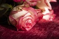 Lovely bouquet with big flowers of roses of bright pink and white color are laying on the bed with pink bedcover. Green leaves and Royalty Free Stock Photo