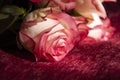 Lovely bouquet with big flowers of roses of bright pink and white color are laying on the bed with pink bedcover. Green leaves and Royalty Free Stock Photo