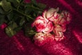 Lovely bouquet with big flowers of roses of bright pink and white color are laying on the bed with pink bedcover. Green leaves and Royalty Free Stock Photo