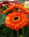 Lovely bright orange flowers used in bouquets Royalty Free Stock Photo