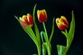 Lovely bright three flowers of tulips of red and yellow color. Still life. Black background Royalty Free Stock Photo