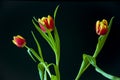 Lovely bright three flowers of tulips of red and yellow color. Still life. Black background Royalty Free Stock Photo