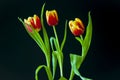 Lovely bright three flowers of tulips of red and yellow color. Still life. Black background Royalty Free Stock Photo