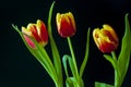 Lovely bright three flowers of tulips of red and yellow color. Still life. Black background Royalty Free Stock Photo