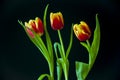 Lovely bright three flowers of tulips of red and yellow color. Still life. Black background Royalty Free Stock Photo