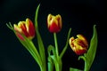 Lovely bright three flowers of tulips of red and yellow color. Still life. Black background Royalty Free Stock Photo