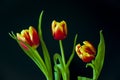 Lovely bright three flowers of tulips of red and yellow color. Still life. Black background Royalty Free Stock Photo