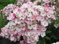 Lovely Bright White Pink Rose Flowers Blossom In Park Garden 2019