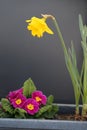 Lovely Bright Yellow Daffodil and Small Pink Flowers in a Grey Flower Pot Royalty Free Stock Photo