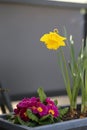 Lovely Bright Yellow Daffodil and Small Pink Flowers in a Grey Flower Pot Royalty Free Stock Photo