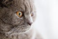 Lovely British cat face looking into window macro