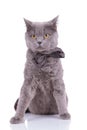 Lovely British Shorthair cat wearing bowtie while sitting