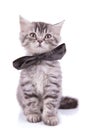 Lovely British Shorthair cub wearing bowtie and looking forward