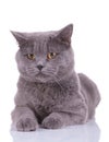 Lovely British Shorthair waiting dutiful