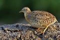 lovely brown with camouflage feathers has black and white eyes stepping on cracked dirt expose to sunlight in evening shade Royalty Free Stock Photo