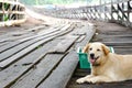 Lovely Brown dog sit down on the wooden bridge.