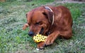 Lovely brown dog sitting on grass playing with a bone toy Royalty Free Stock Photo