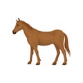 Lovely brown horse standing isolated on white background. Animal with hooves, flowing mane and long tail. Flat vector Royalty Free Stock Photo