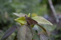 Lovely Brown Monk Skipper Butterfly Posing on a Leaf