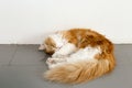 Lovely brown Persian cat sleep on the floor in a coffee shop