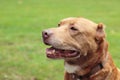 Lovely brown pitbull playing in the park.