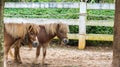 Lovely Brown Pony Couple Stand Together under The Big Tree